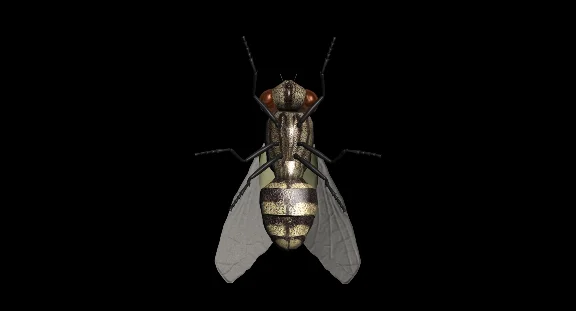 Fly 3D Model