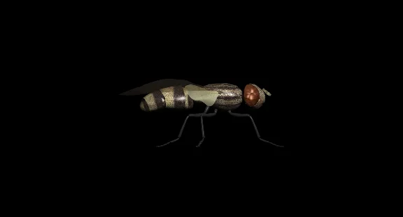 Fly 3D Model