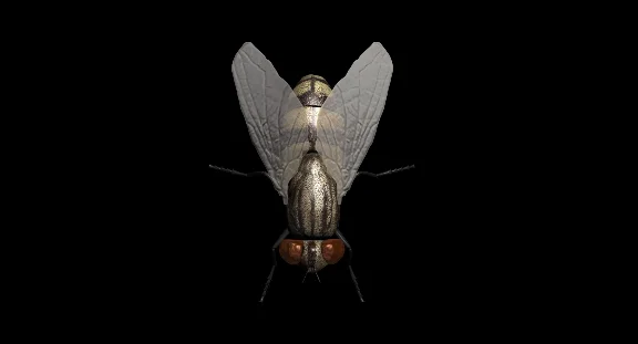 Fly 3D Model
