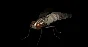 Fly 3D Model