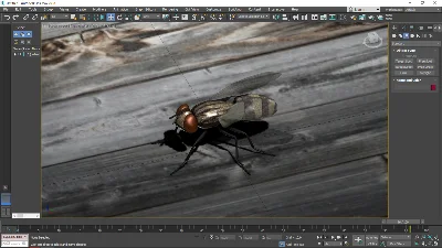 Fly 3D Model