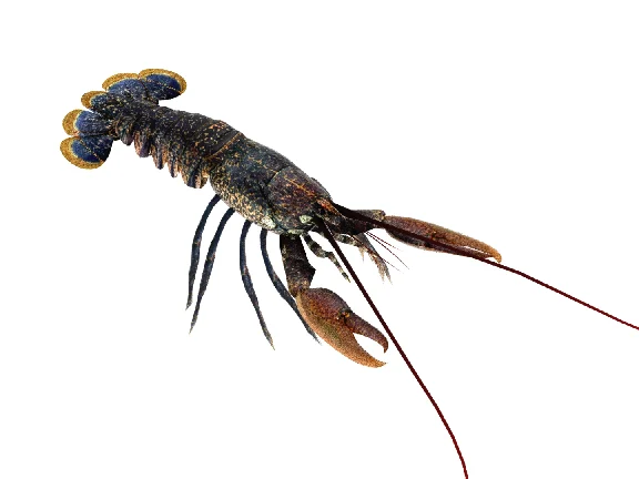 Lobster 3D model
