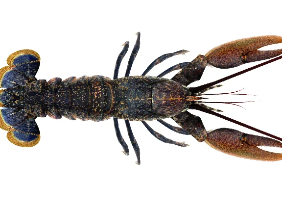 Lobster 3D model