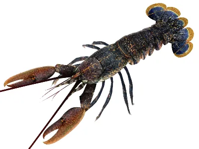 Лобстер 3D модель