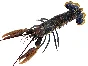 Lobster 3D model