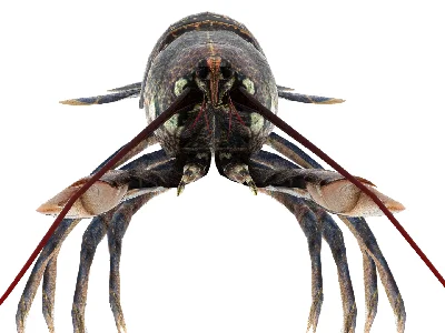 Lobster 3D model
