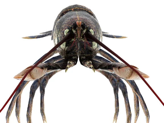 Lobster 3D model