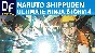 NARUTO SHIPPUDEN: Ultimate Ninja STORM 4 STEAM