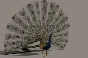 Peacock 3D Model