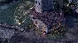 Pillars of Eternity Definitive Edition STEAM KEY RU/CIS