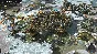 Endless Legend (steam key) -- RU