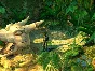 Broken Sword 3: The Sleeping Dragon (Worldwide / Steam)