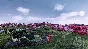 Railway Empire Japan (steam key) DLC