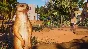 Planet Zoo  Africa Pack (steam key) -- RU