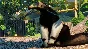 Planet Zoo South America Pack (steam key) -- RU