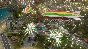 Tropico 6: Festival (DLC) RU+СНГ