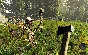 The Forest ONLINE (NO ACTIVATOR/GLOBAL/STEAM )