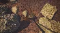 Dinosaur Fossil Hunter 💎 STEAM GIFT RU