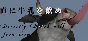 Directly Drink Milk from Cow 💎 STEAM GIFT FOR RUSSIA