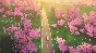 art of rally 💎 АВТОДОСТАВКА STEAM GIFT РОССИЯ