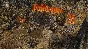 SpellForce III Reforced: Complete Xbox One & Series X|S