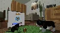 Konrad the Kitten - a virtual but real cat 💎STEAM GIFT