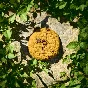 Cookie Clicker Soundtrack | Steam Gift Россия