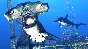 Depth - Legendary Hammerhead Skin 💎 DLC STEAM GIFT RU