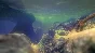 Feed and Grow: Fish⚡AUTODELIVERY Steam RU/BY/KZ/UA