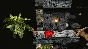 Tomato Jones 💎 АВТОДОСТАВКА STEAM GIFT RU