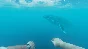 ⚡️Steam gift Russia - Stranded Deep | AUTODELIVERY