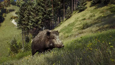 Way of the Hunter + UPDATES + DLS / STEAM ACCOUNT