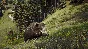 Way of the Hunter + ОБНОВЛЕНИЯ И DLS / STEAM АККАУНТ