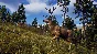 Way of the Hunter + ОБНОВЛЕНИЯ И DLS / STEAM АККАУНТ