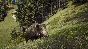 Way of the Hunter. STEAM-key (RU+CIS)