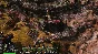Medieval Kingdom Wars Steam Ключ Region Free 🔑 🌎