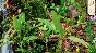 Twistingo Collector´s Edition STEAM KEY REGION FREE +🎁