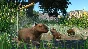 Planet Zoo: Wetlands Animal Pack DLC | Steam Gift