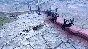 Hearts of Iron IV No Step Back DLC (steam key)