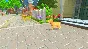 My Universe Puppies Kittens (steam key)