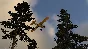 X-Plane 12 STEAM•RU ⚡️AUTODELIVERY 💳0%