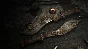 Hunt: Showdown 1896  The Concubine 💎 DLC STEAM RU