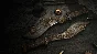 Hunt: Showdown – The Concubine DLC STEAM•RU ⚡️AUTO 💳0%