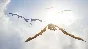 [EU/RU] WoW : Dragonflight - Base Edition ✔️0% fee