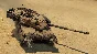 🧨War Thunder - Challenger DS Xbox Pack Activation + 🎁
