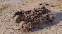 ✅Crossout - Soul Eater Xbox Activation + Gift🎁