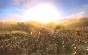 Real Warfare 1242 STEAM KEY REGION FREE GLOBAL