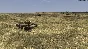 Tank Warfare Operation Pugilist DLC (steam key)