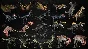Primal Carnage Extinction Prehistoric Legacy Collection