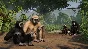 Planet Zoo: Tropical Pack DLC STEAM•RU ⚡️AUTO 💳0%